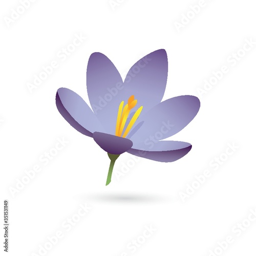 lily flower