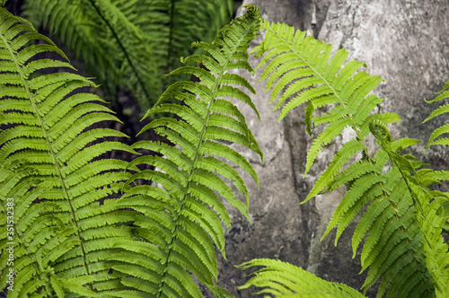 Fresh green and bright fern leaves in a forest closeup photo
