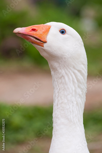 White goose, anser anser domesticus proudly shows its long neck in the grass