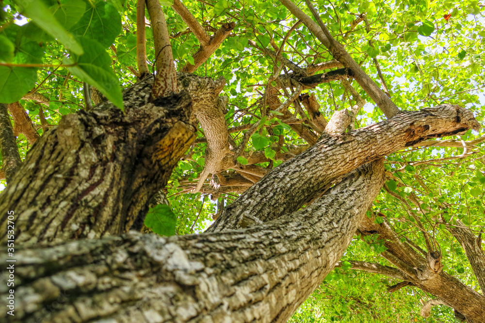 Twisted tree trunk with marks of strangulation Twisted tree trunk with marks of strangulation