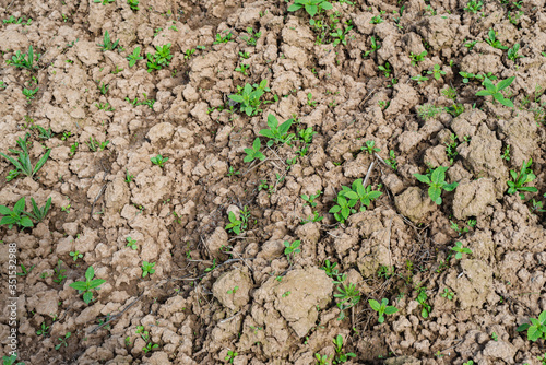 Closeup of weeds growing in cultivated soil