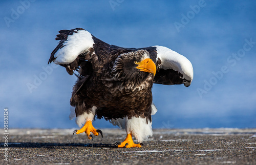 Steller's sea eagle is walking along the pier in the port. Funny pose. Japan. Hokkaido. Shiretoko Peninsula. Shiretoko National Park photo