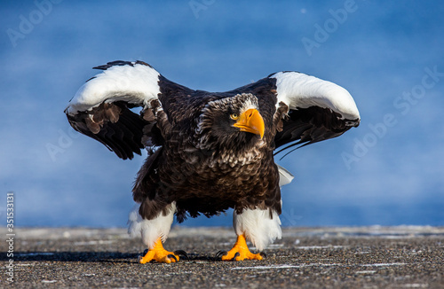 Steller's sea eagle is walking along the pier in the port. Funny pose. Japan. Hokkaido. Shiretoko Peninsula. Shiretoko National Park photo