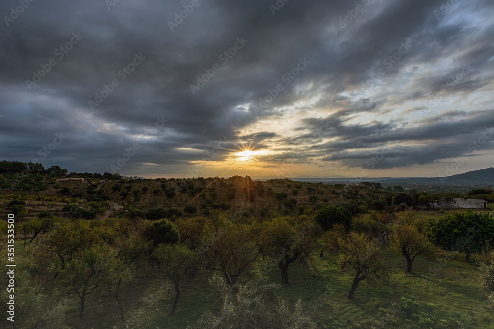 Sunset in a field with olive trees, Selva, Mallorca