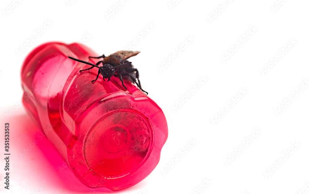 A dangerous poisonous insect is trying to get out of a red plastic ...