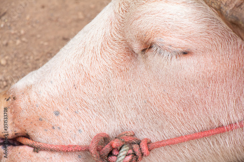 Wallpaper Mural Sleeping white Thai buffalo Torontodigital.ca