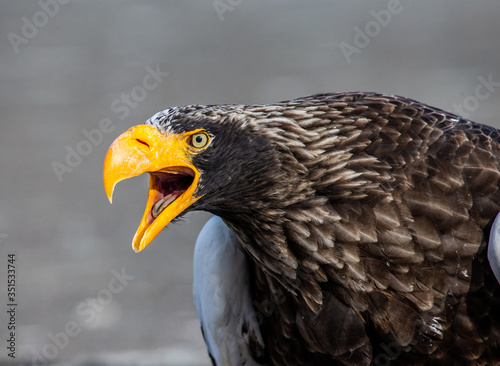 Portrait of Steller s sea eagle close up. Japan. Hokkaido. Shiretoko Peninsula. Shiretoko National Park