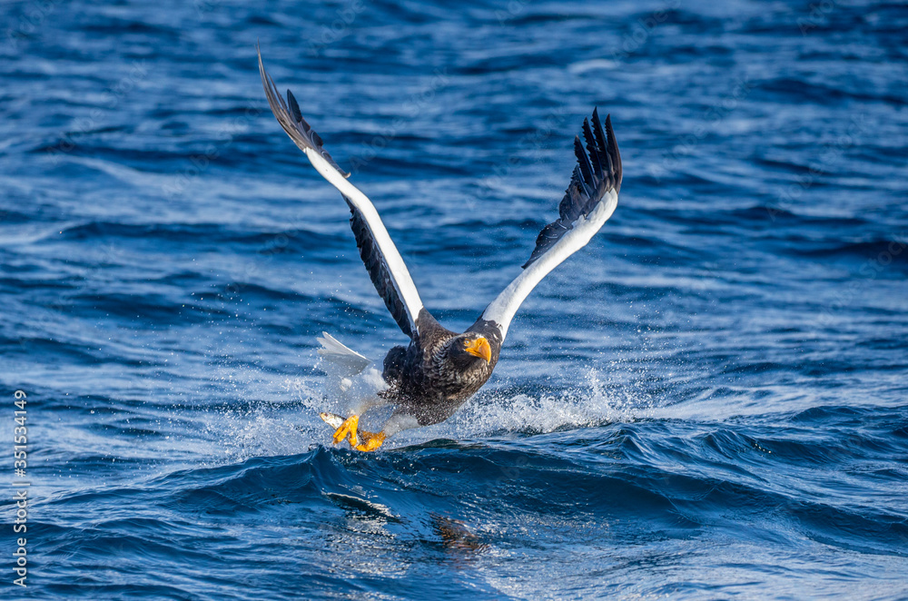 Steller's sea eagle in flight on a background of the sea with prey in its paws. Japan. Hokkaido. Shiretoko Peninsula. Shiretoko National Park