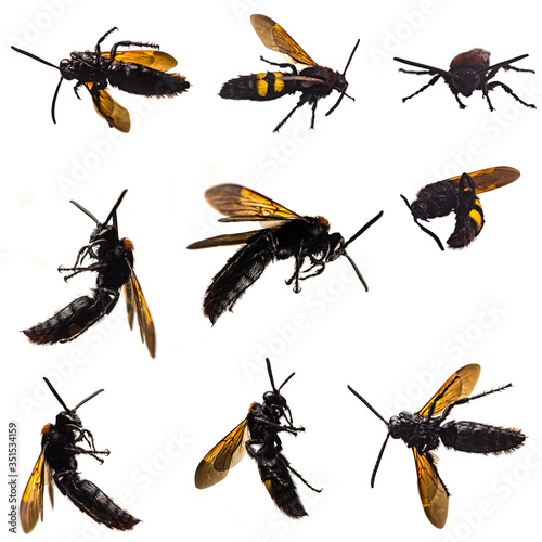 A large wasp on a white background in different angles and positions, a dangerous poisonous insect on a white background, a large winged insect