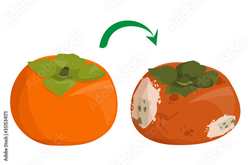 Fresh sweet persimmon becomes rotten and bad