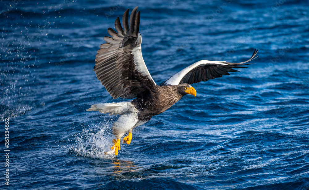 Fototapeta premium Steller's sea eagle in flight on a background of the sea with prey in its paws. Japan. Hokkaido. Shiretoko Peninsula. Shiretoko National Park