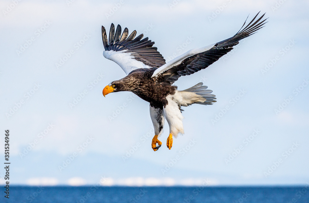 Obraz premium Steller's sea eagle in flight on background blue sky. Japan. Hokkaido. Shiretoko Peninsula. Shiretoko National Park