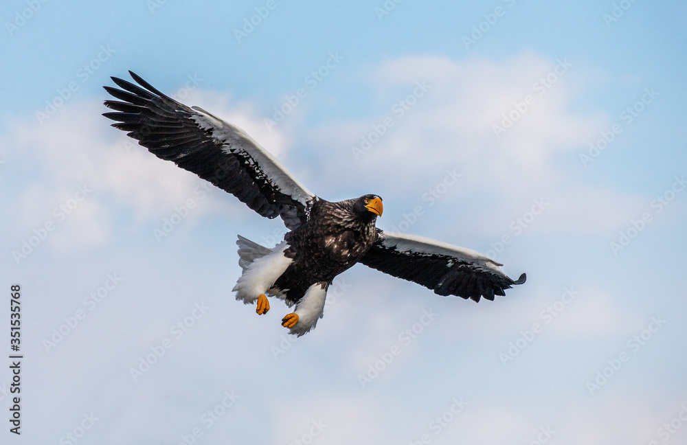 Obraz premium Steller's sea eagle in flight on background blue sky. Japan. Hokkaido. Shiretoko Peninsula. Shiretoko National Park