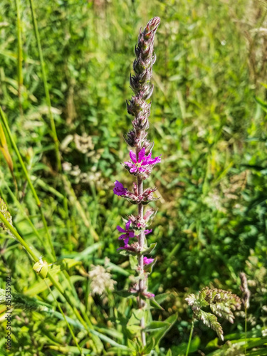 Purple or spiked loosestrife