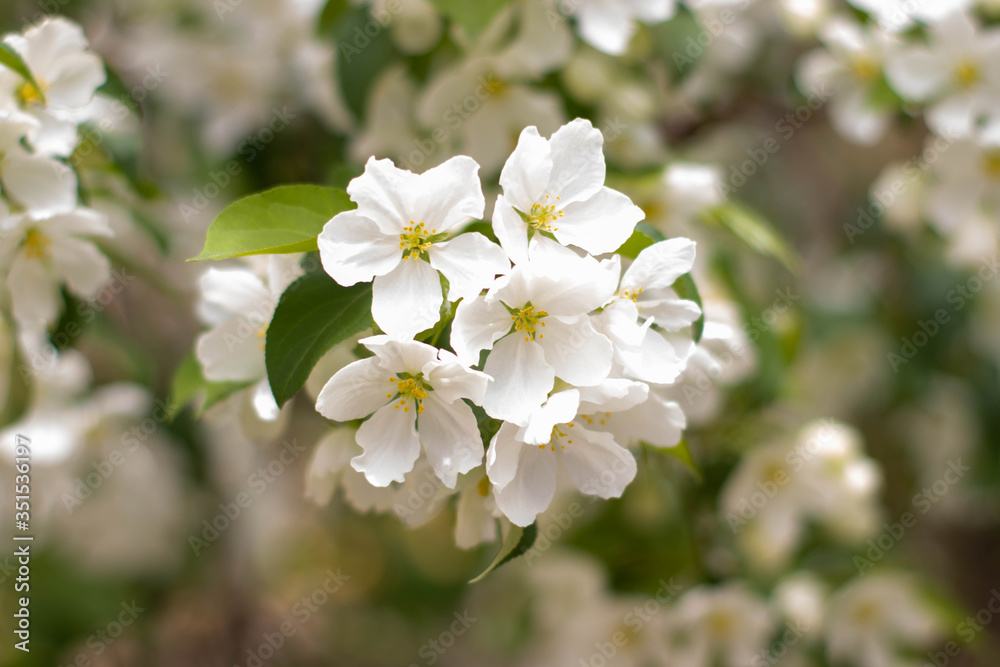 A branch of a blossoming apple tree, white flowers, spring background. The photo