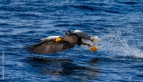 Steller's sea eagle in flight on a background of the sea with prey in its paws. Japan. Hokkaido. Shiretoko Peninsula. Shiretoko National Park photo