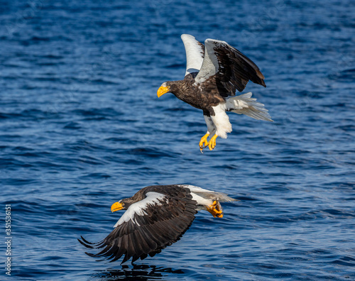 Two Steller's sea eagles in flight on background of the blue sea. Japan. Hokkaido. Shiretoko Peninsula. Shiretoko National Park