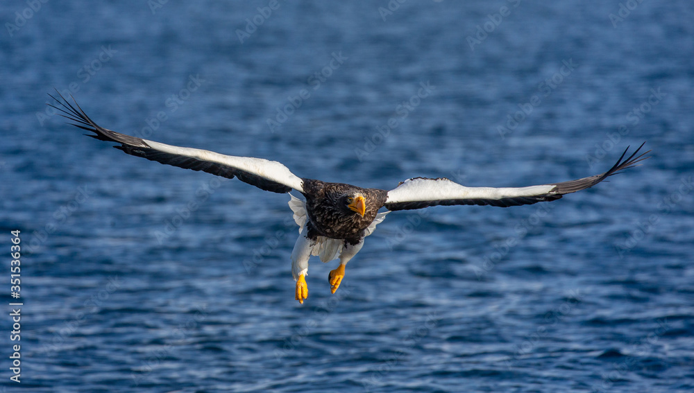 Steller's sea eagle in flight on background sea. Japan. Hokkaido. Shiretoko Peninsula. Shiretoko National Park Steller's sea eagle in flight on background sea. Japan. Hokkaido. Shiretoko Peninsula. Shiretoko National Park