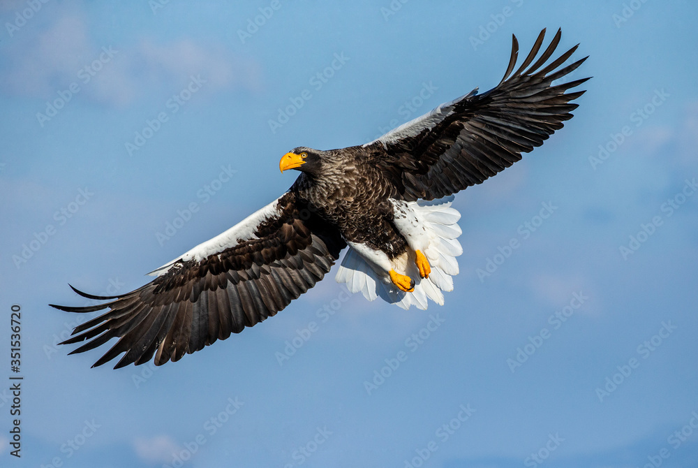 Steller's sea eagle in flight on background blue sky. Japan. Hokkaido. Shiretoko Peninsula. Shiretoko National Park
