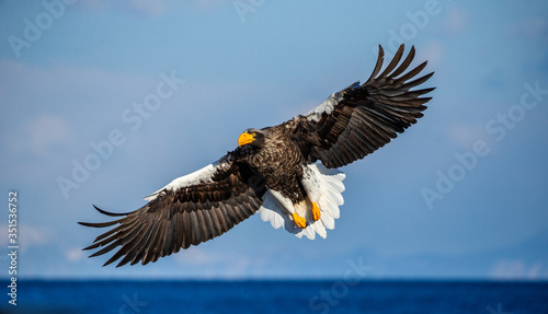 Steller's sea eagle in flight on background blue sky. Japan. Hokkaido. Shiretoko Peninsula. Shiretoko National Park