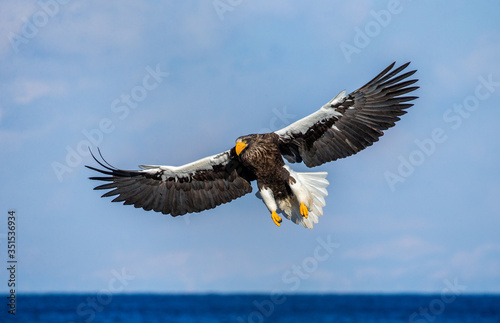 Steller's sea eagle in flight on background blue sky. Japan. Hokkaido. Shiretoko Peninsula. Shiretoko National Park