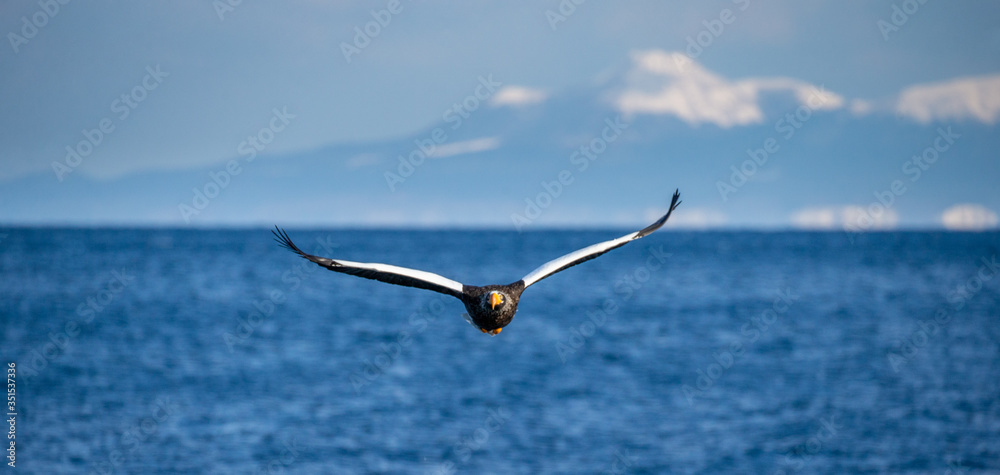 Steller's sea eagle in flight on the background of the sea and the Kunashir island in the distance. Japan. Hokkaido. Shiretoko Peninsula. Shiretoko National Park Steller's sea eagle in flight on the background of the sea and the Kunashir island in the distance. Japan. Hokkaido. Shiretoko Peninsula. Shiretoko National Park
