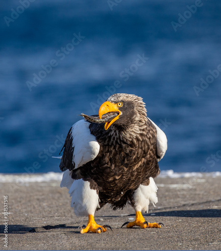 Steller s sea eagle is standing on a pier in the port with a fish in its beak. Japan. Hokkaido. Shiretoko Peninsula. Shiretoko National Park