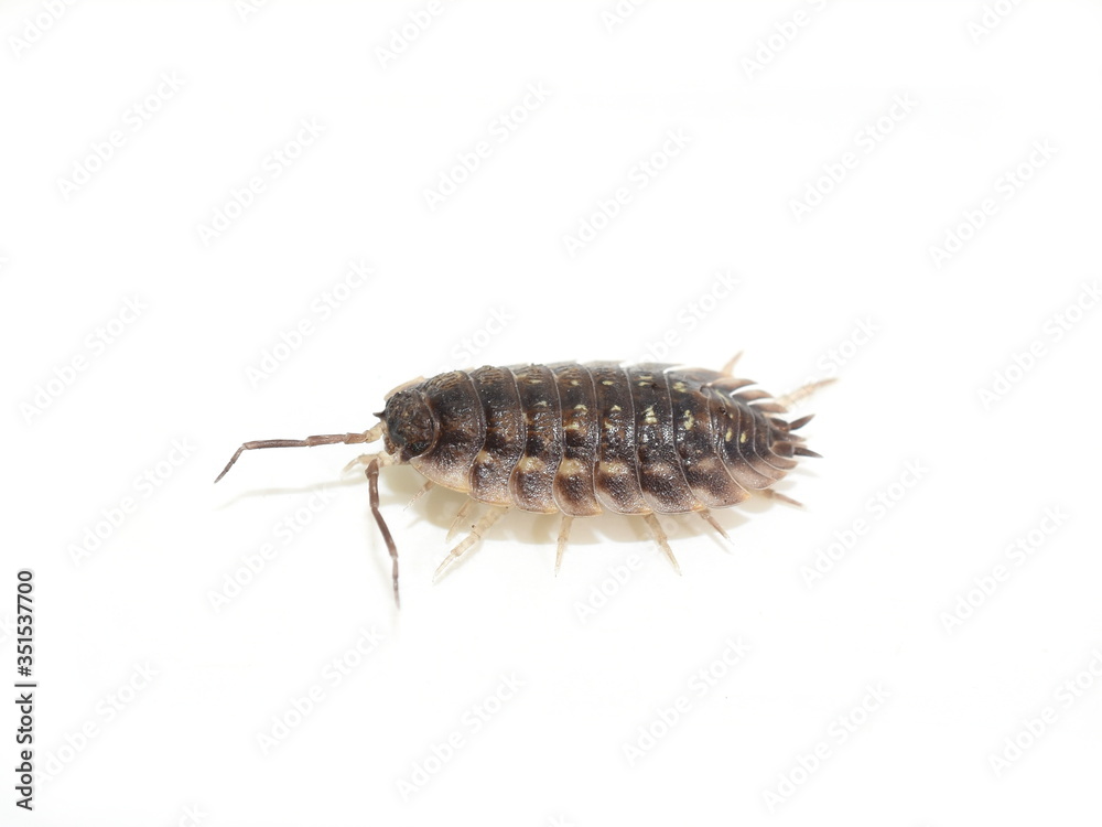 Armadillo bug woodlouse Oniscus asellus isolated on white Armadillo bug woodlouse Oniscus asellus isolated on white