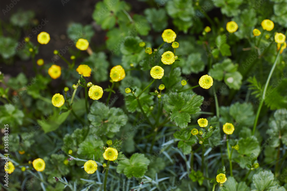 The frilly double yellow flowers of the Marsh Marigold, a pond plant, Caltha palustris 'Flore Pleno' in spring