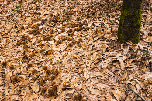Chestnuts in covers lying under tree on brown dry leaves.