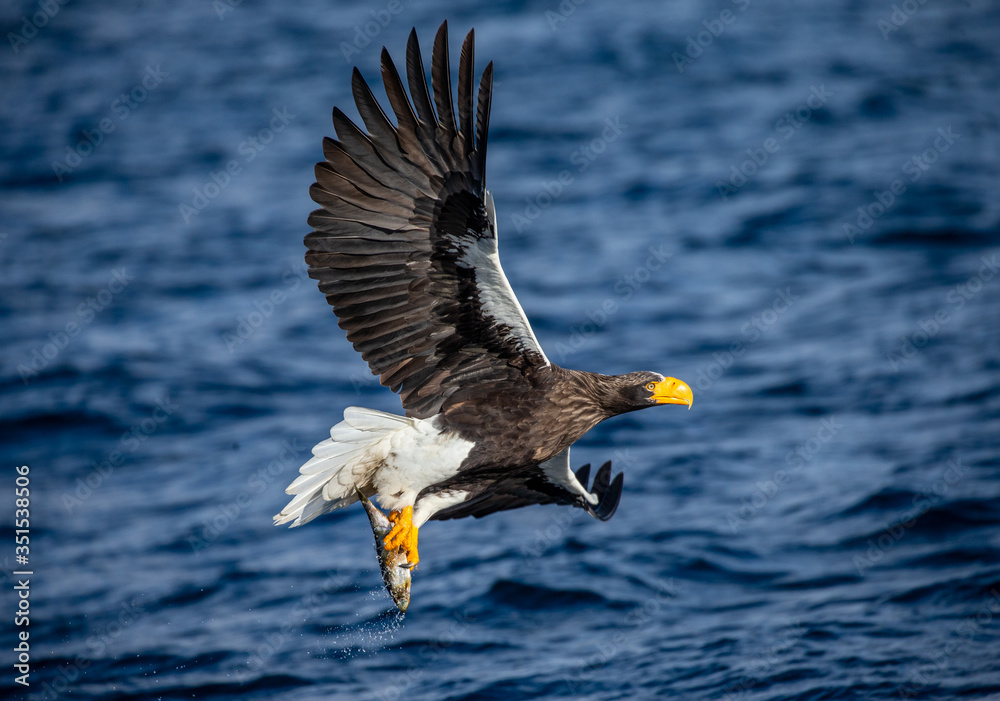 Steller's sea eagle in flight on a background of the sea with prey in its paws. Japan. Hokkaido. Shiretoko Peninsula. Shiretoko National Park Steller's sea eagle in flight on a background of the sea with prey in its paws. Japan. Hokkaido. Shiretoko Peninsula. Shiretoko National Park