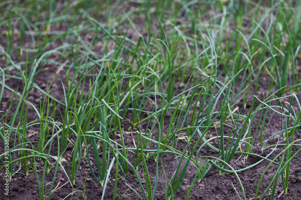 Young sprouts of onion growing in the open ground. Green onion cultivation.