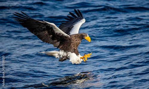 Steller's sea eagle at the time of the attack on the fish on the background of blue sea. Japan. Hokkaido. Shiretoko Peninsula. Shiretoko National Park