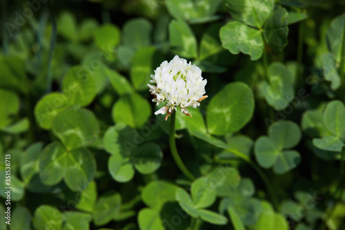 White clover, Dutch Clover, creeping Amor (Trifolium repens) is growing on the mesdow.  photo