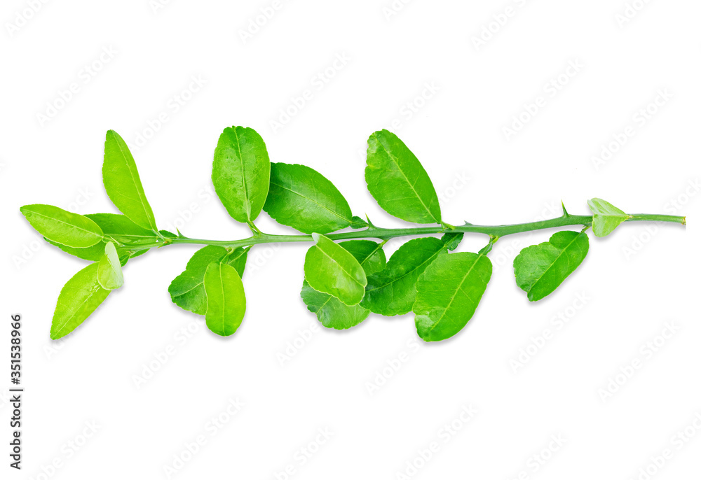 Obraz premium isolated lime leaves on white background