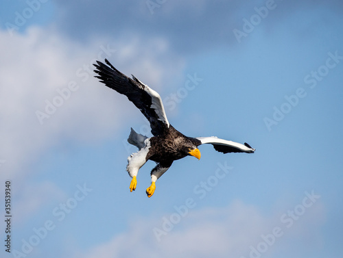 Steller's sea eagle in flight on background blue sky. Japan. Hokkaido. Shiretoko Peninsula. Shiretoko National Park © gudkovandrey