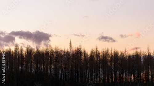 Landscape of forest against sunset sky with few small clouds.