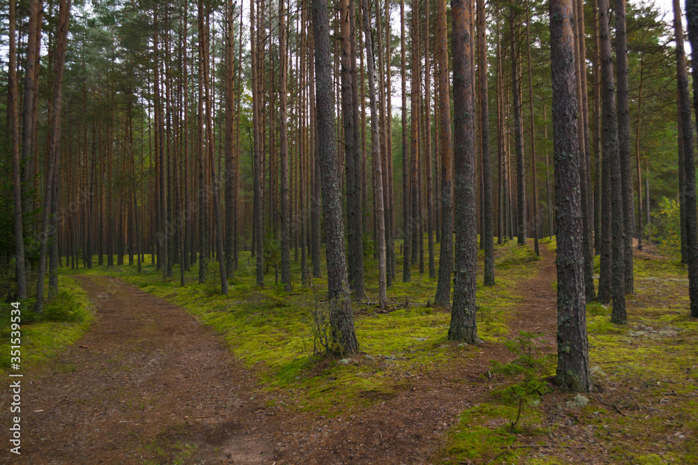 Obraz premium Paths diverge in the forest, the intersection of paths