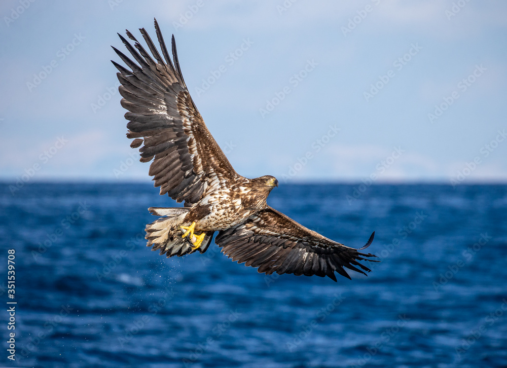 Fototapeta premium White-tailed eagle in flight on a background of the sea with prey in its paws. Japan. Hokkaido. Shiretoko Peninsula. Shiretoko National Park