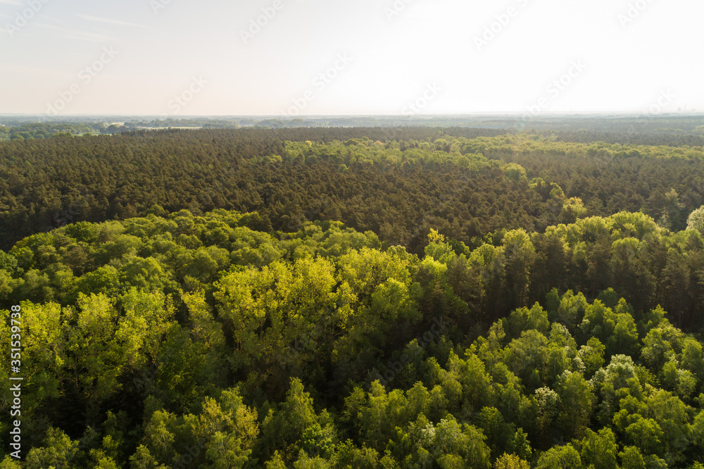 Obraz premium Dichter Wald mit Nadelbäumen aus der Luft