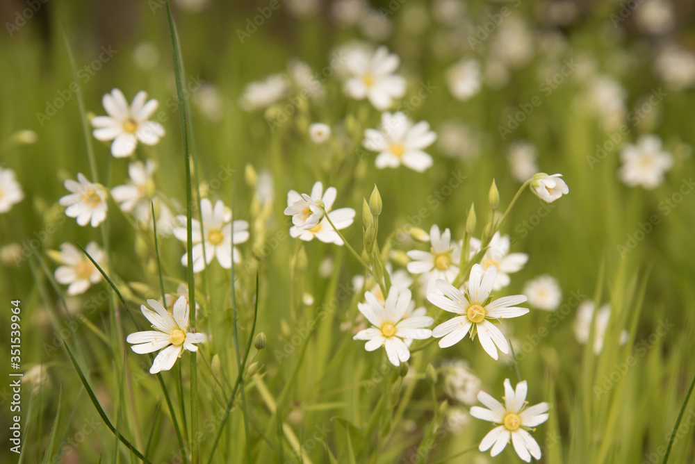 Forest clearing with small white flowers. Juicy greens and white flowers. Spring-summer. Postcard, background. Warm colour Forest clearing with small white flowers. Juicy greens and white flowers. Spring-summer. Postcard, background. Warm colour