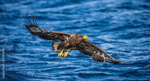 White-tailed eagle in flight on a background of the sea with prey in its paws. Japan. Hokkaido. Shiretoko Peninsula. Shiretoko National Park