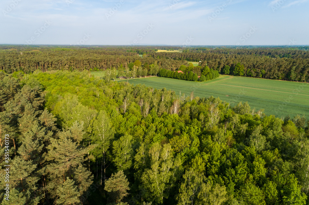 Dichter Wald mit Nadelbäumen aus der Luft