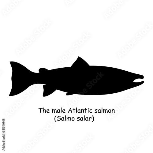 The black silhouette of the male Atlantic salmon (Salmo salar) is isolated on white background.