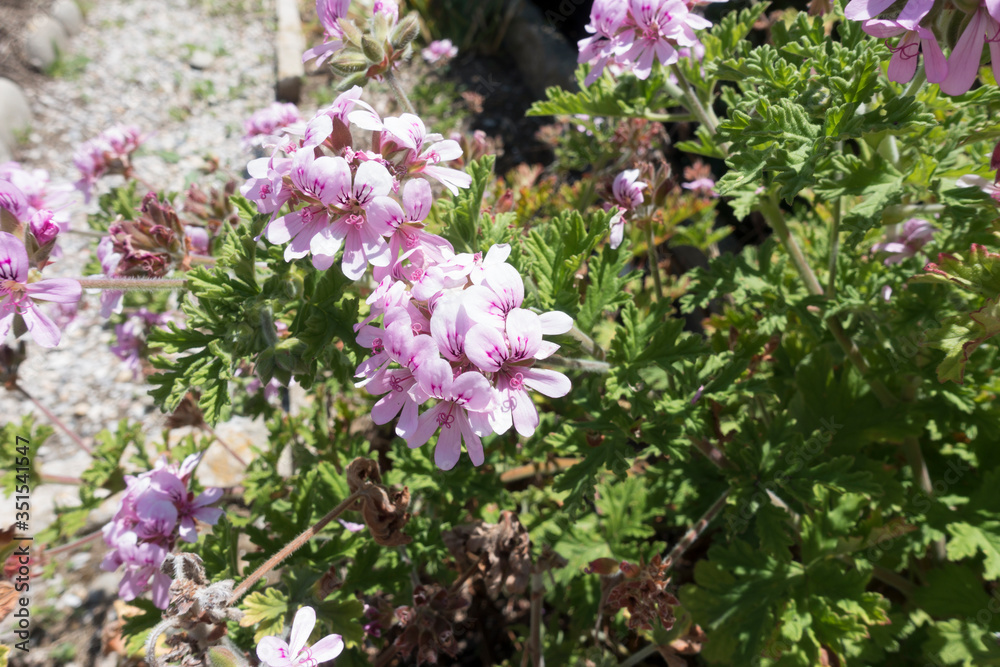 Fototapeta premium pink pelargonium flowers in the garden
