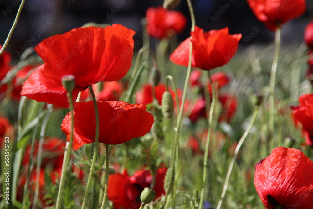 poppy flowering plant in subfamily Papaveroideae out of the street in Gouda in bright sunlight poppy flowering plant in subfamily Papaveroideae out of the street in Gouda in bright sunlight