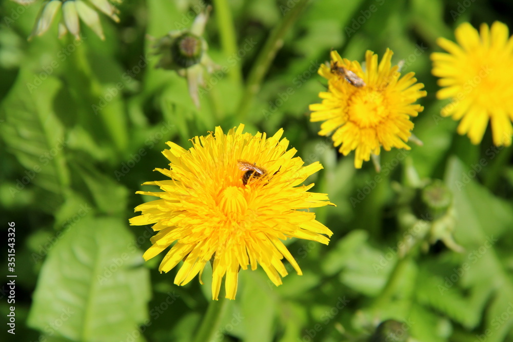 Bright yellow flowers dandelions in green grass. Taraxacum closeup stock photo. Fresh festive summer and spring mood Bright yellow flowers dandelions in green grass. Taraxacum closeup stock photo. Fresh festive summer and spring mood