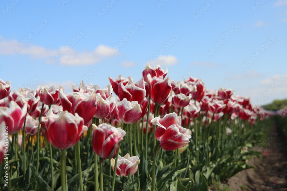 Red with white tulip of the type Toplips illuminated by the sun in a flower bulb field in Noordwijkerhout in the Dutch Bulb Region in spring time