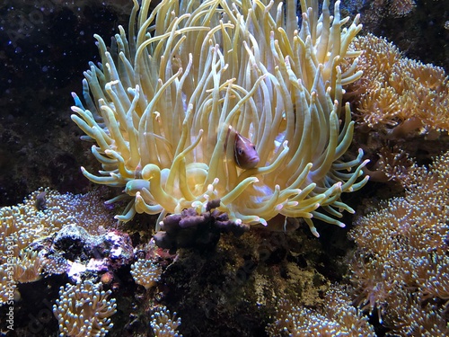 Koralle Clownfisch