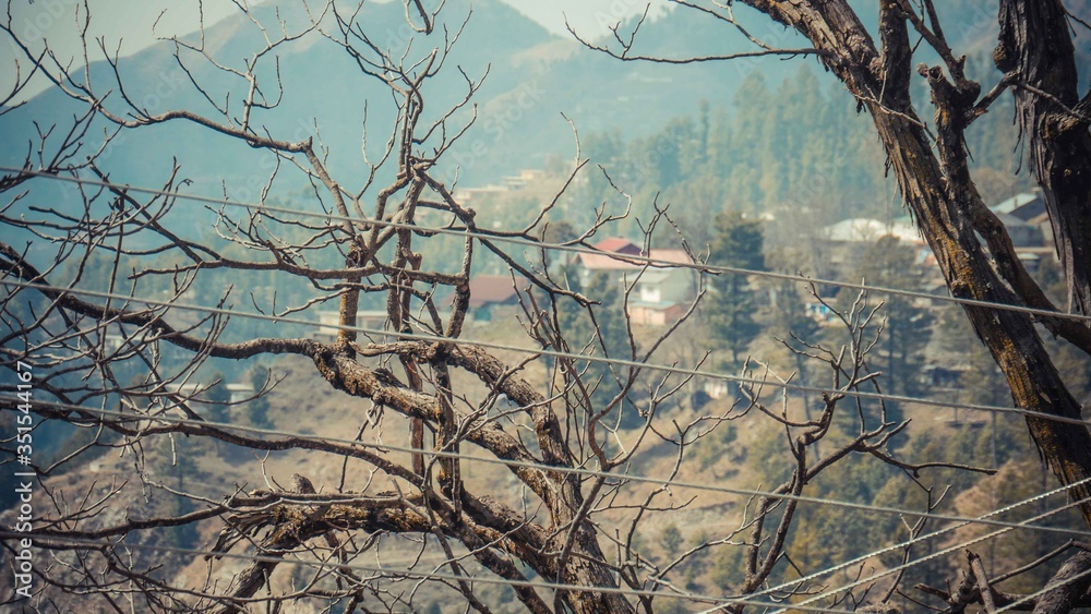 Telephone wires with tree branches and rows of house Telephone wires with tree branches and rows of house